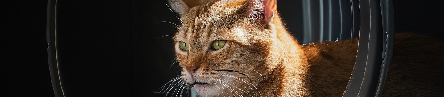 prisão de ventre em gatos