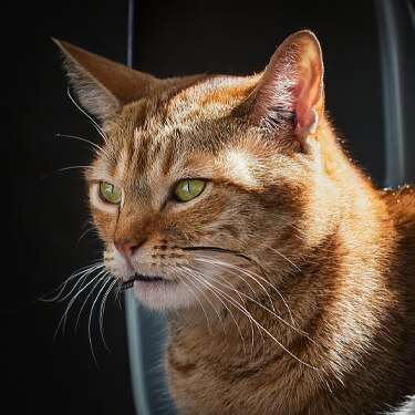 prisão de ventre em gatos