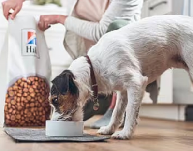 Cachorro comendo comida da Hill's Pet