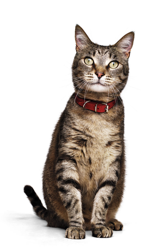 Um gato com coleira vermelha