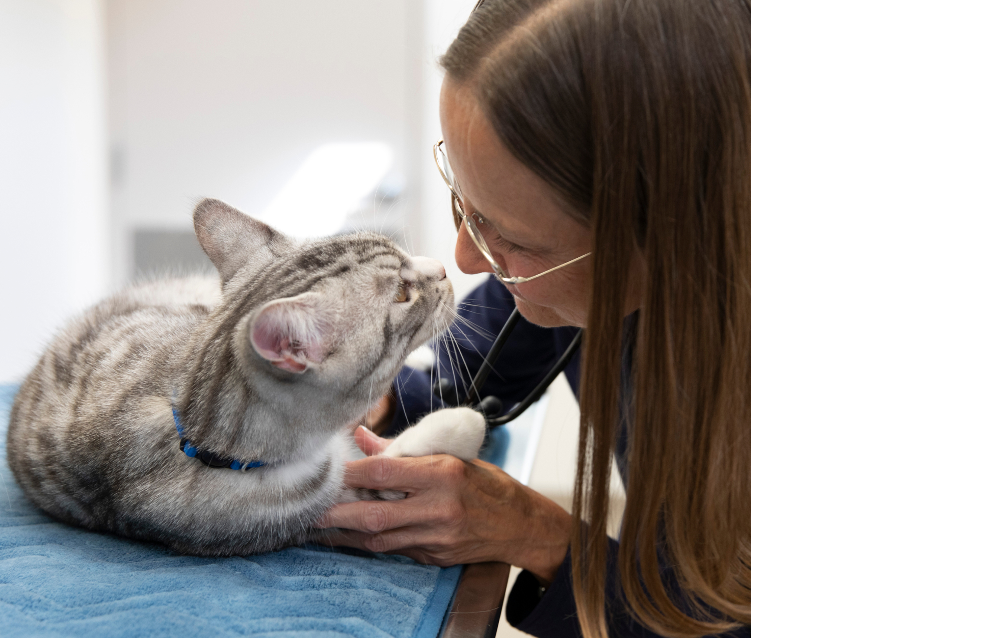 Um gato em uma mesa veterinária ao lado de um veterinário