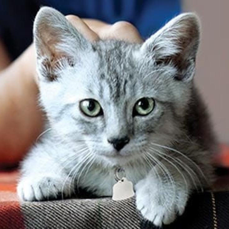 A kitten at an animal shelter 