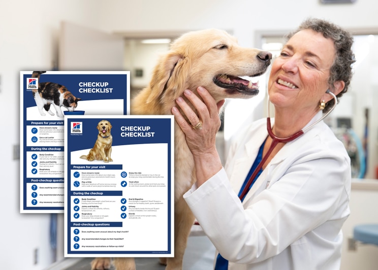  Veterinário examinando um cachorro