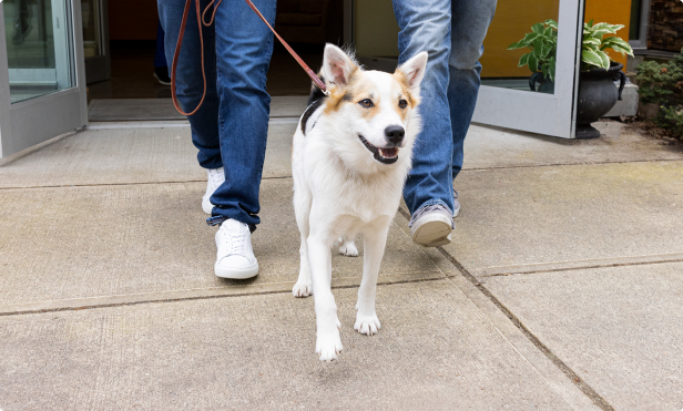 um cachorro passeando