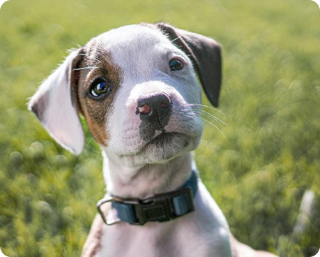 um filhote de cachorro marrom e branco com uma expressão curiosa