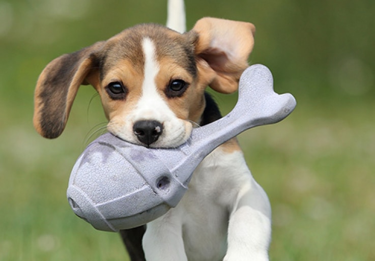 Um filhote de cachorro correndo e carregando um brinquedo na boca.
