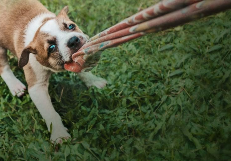 Um filhote de cachorro arrancando uma peça de roupa de uma pessoa