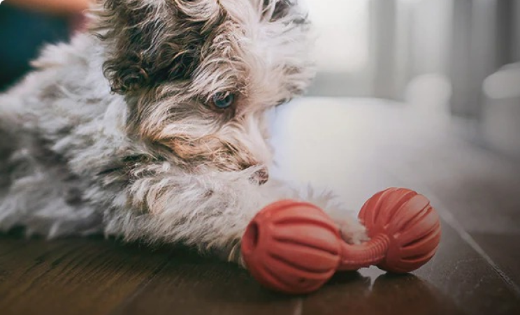 um cachorrinho preto e branco olhando para um brinquedo