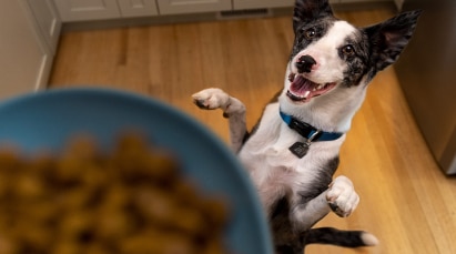 Cão olhando para a tigela do chão da cozinha