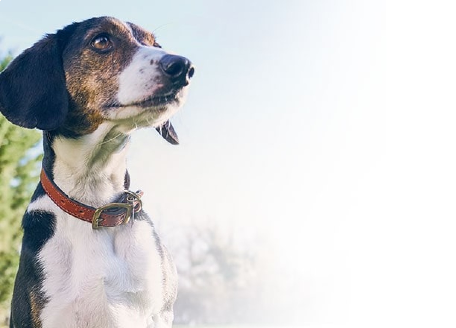 Um cão de estimação sênior