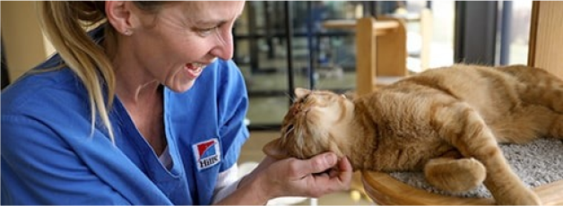 Foto de uma mulher acariciando um gato dentro de casa