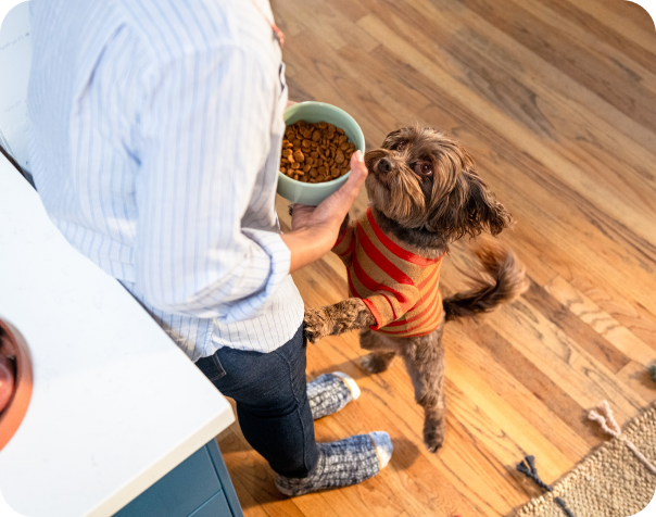 Um cachorro com um suéter laranja de pé sobre as patas traseiras contra seu dono, que está segurando uma tigela de comida de cachorro
