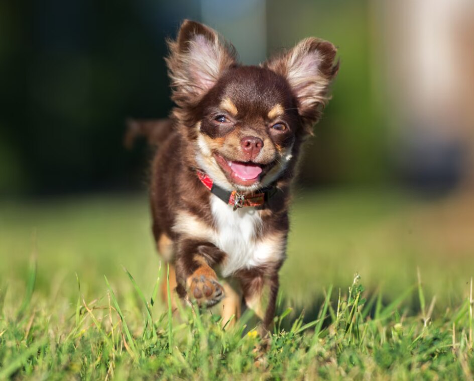 Un chihuahua feliz