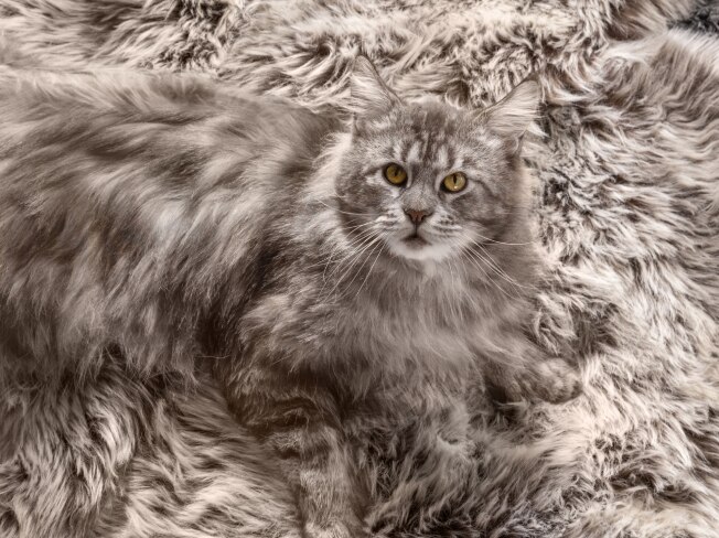 Um gato cinza senta-se em um tapete de cor cinza combinando