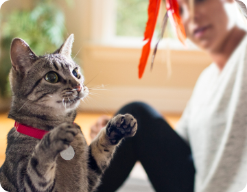 Tutor brincando com seu gato com um brinquedo pendurad