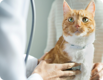 Um veterinário examina um gato marrom