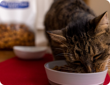 Um gato pequeno come comida de gato de uma tigela