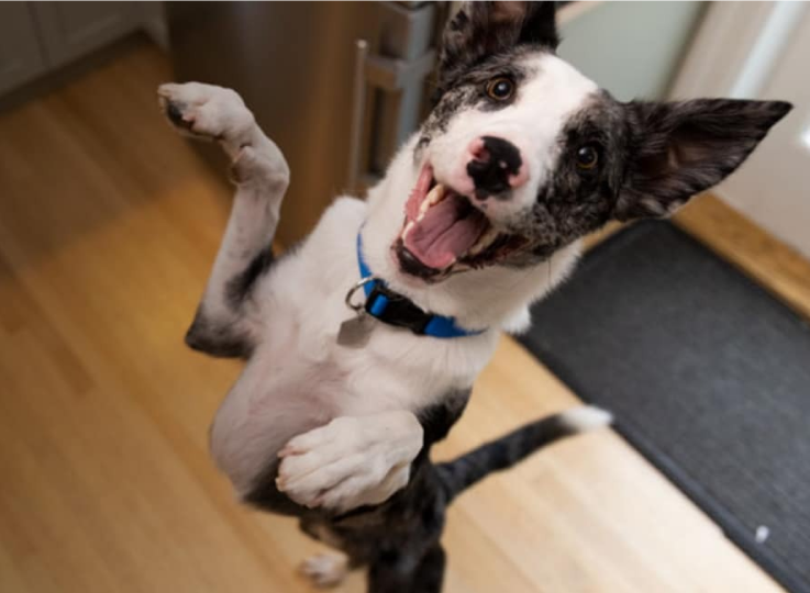 Um cachorro pulando de alegria